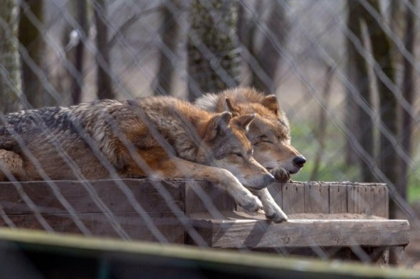 Caz șocant la o Grădină Zoologică. O fetiţă în vârstă de 8 ani a fost muşcată de un lup
